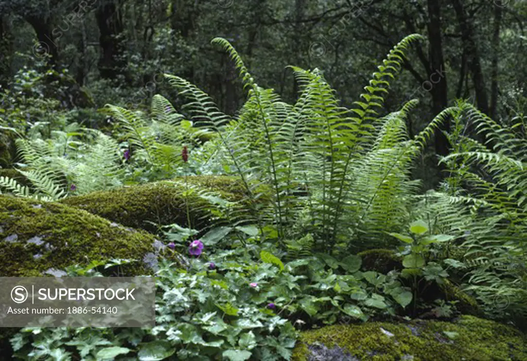 FERNS and WILDFLOWERS carpet the forest floor - EASTERN NEPAL