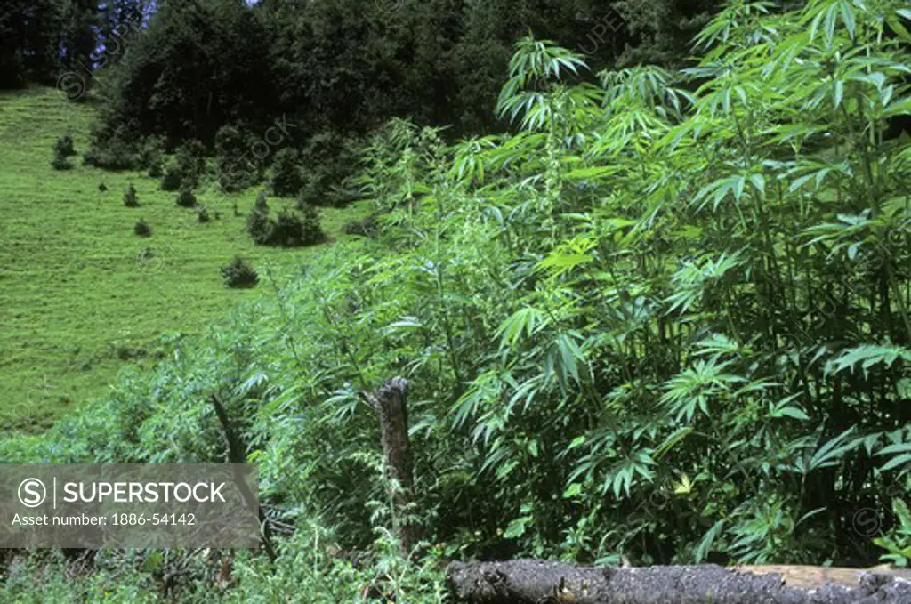A field of marijuana grows in the Dolpo region of Nepal. Dolpo region, Nepal