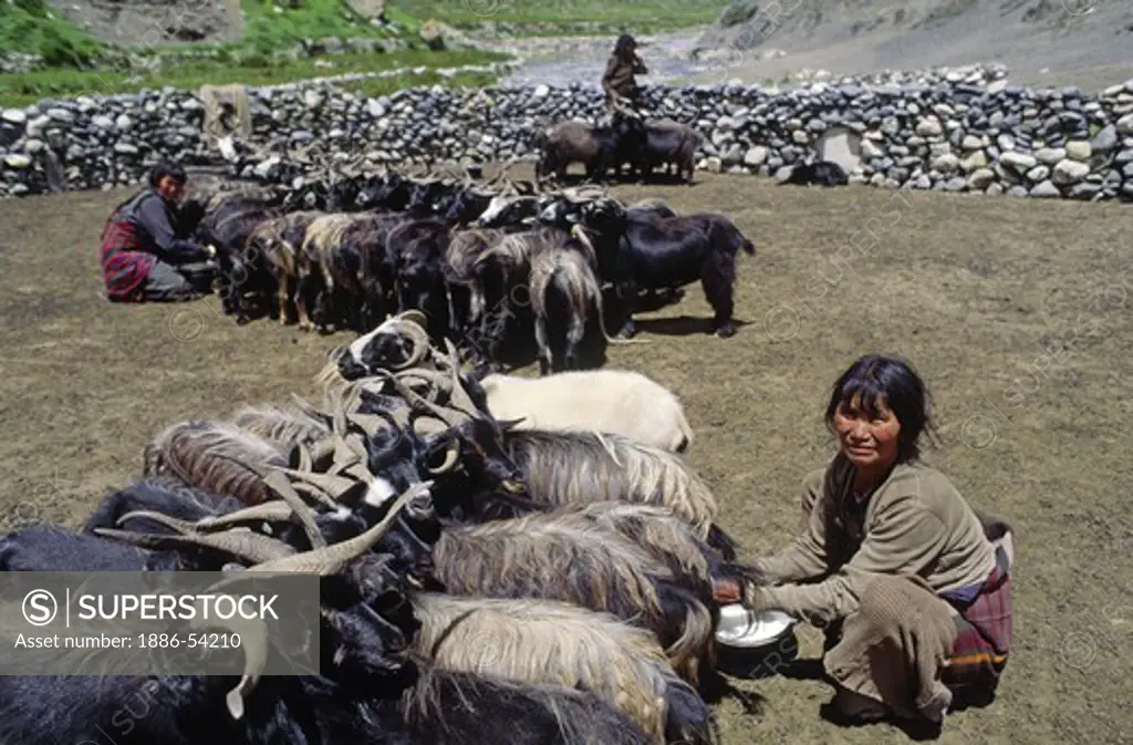 A DOLPO WOMAN prepares to MILK GOATS by tethering their necks together with a rope in CHHARKA VILLAGE - DOLPO DISTRICT, NEPAL