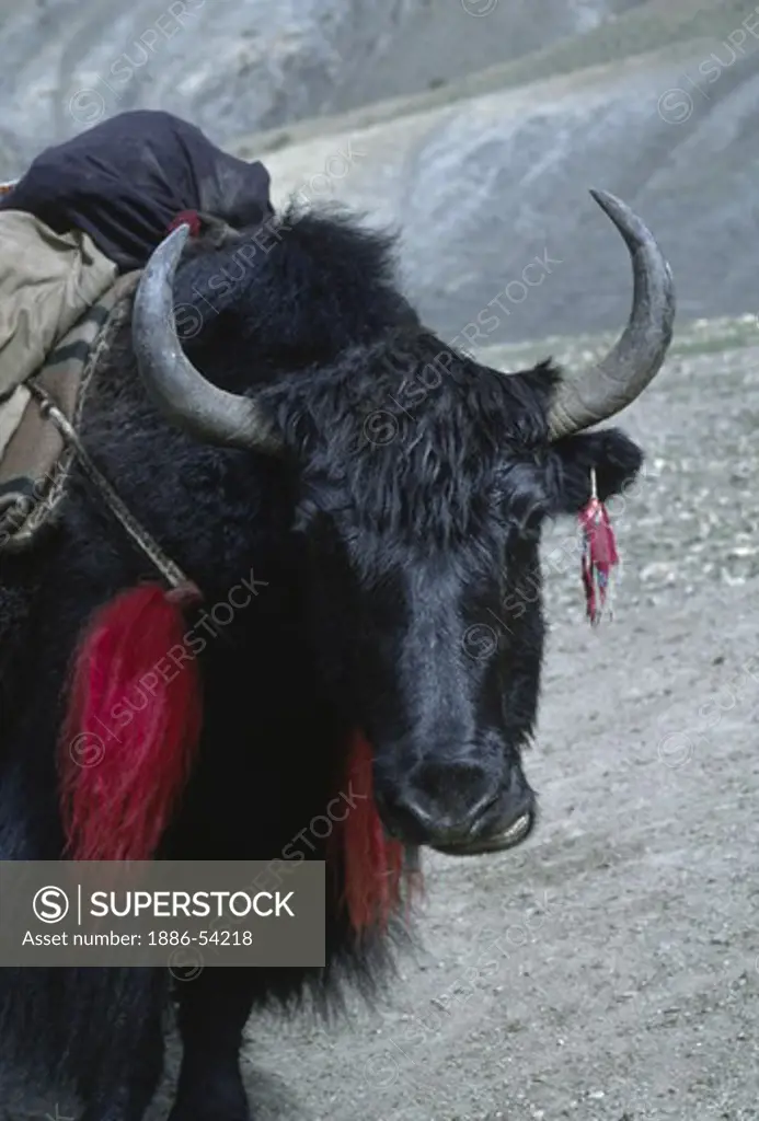 A cargo carrying YAK is ADORNED with a TASSLE made from another yaks tail - DOLPO DISTRICT, NEPAL