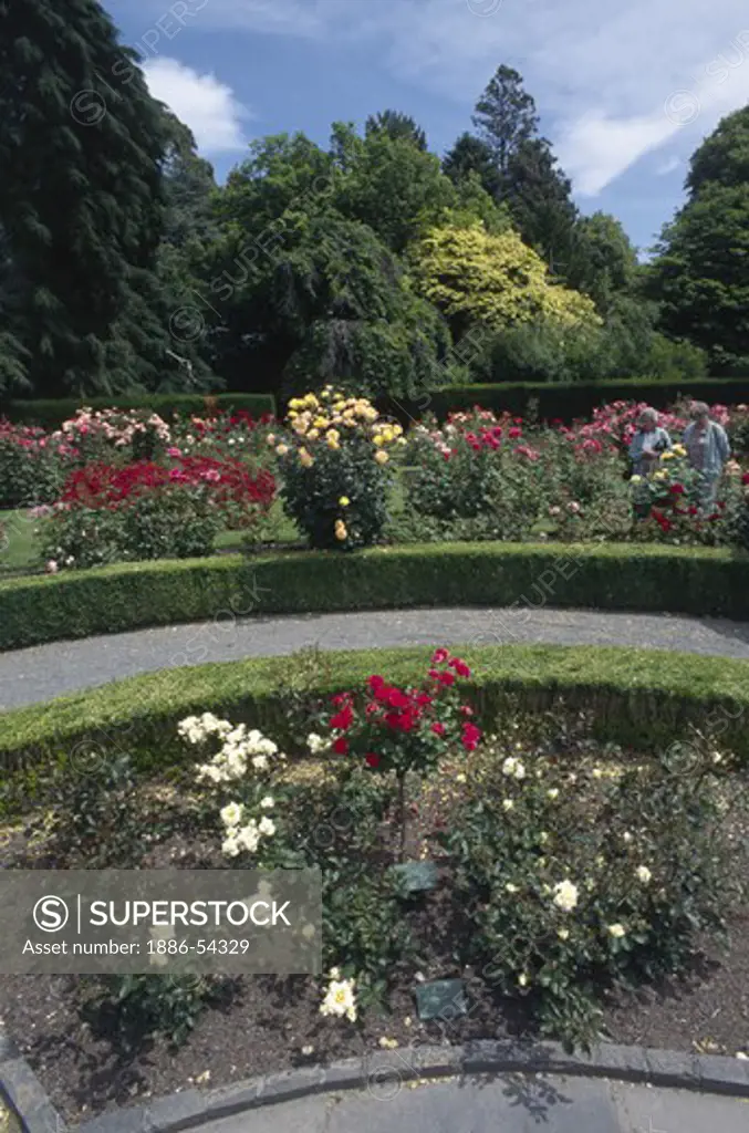 The beautiful ROSE GARDEN is one of the highlights of  CHRISTCHURCH'S BOTANICAL GARDENS, NEW ZEALAND