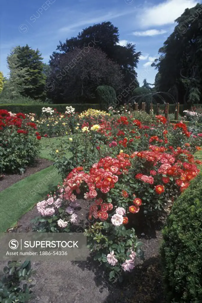 The Rose Garden in the Botanical Gardens of Christchurch Christchurch, New Zealand