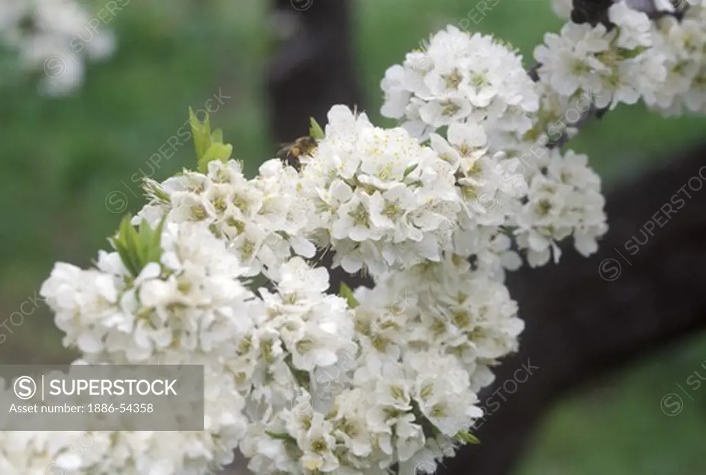 Close-up of PLUM branch laden with blossoms - CALIFORNIA