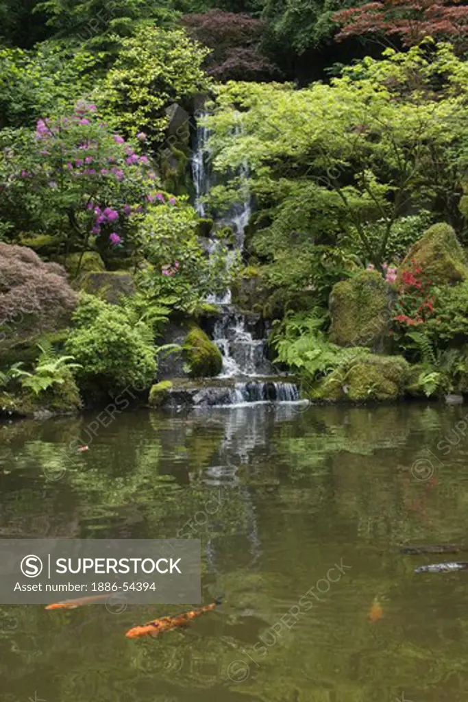 A waterfall & koi pond in a Rhododendron forest at the Portland Japanese garden, considered the most authentic outside of Japan - PORTLAND, OREGON