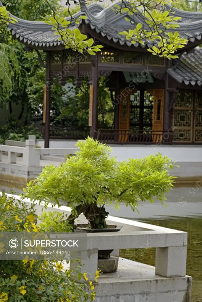 Bonsai Jasmine & Pavilion at the Portland Classical Chinese Garden,  an authentically built Ming Dynasty style garden - PORTLAND, OREGON