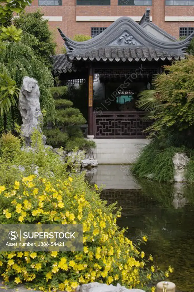 A pavilion & blooming yellow flowers above Zither Lake at the Portland Classical Chinese Garden,  an authentically built Ming Dynasty style garden - PORTLAND, OREGON