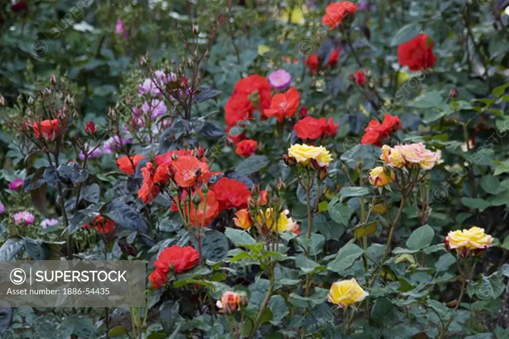 The Portland Rose Garden also known as the INTERNATIONAL ROSE TEST GARDEN has more than 8,000 rose plants - PORTLAND, OREGON