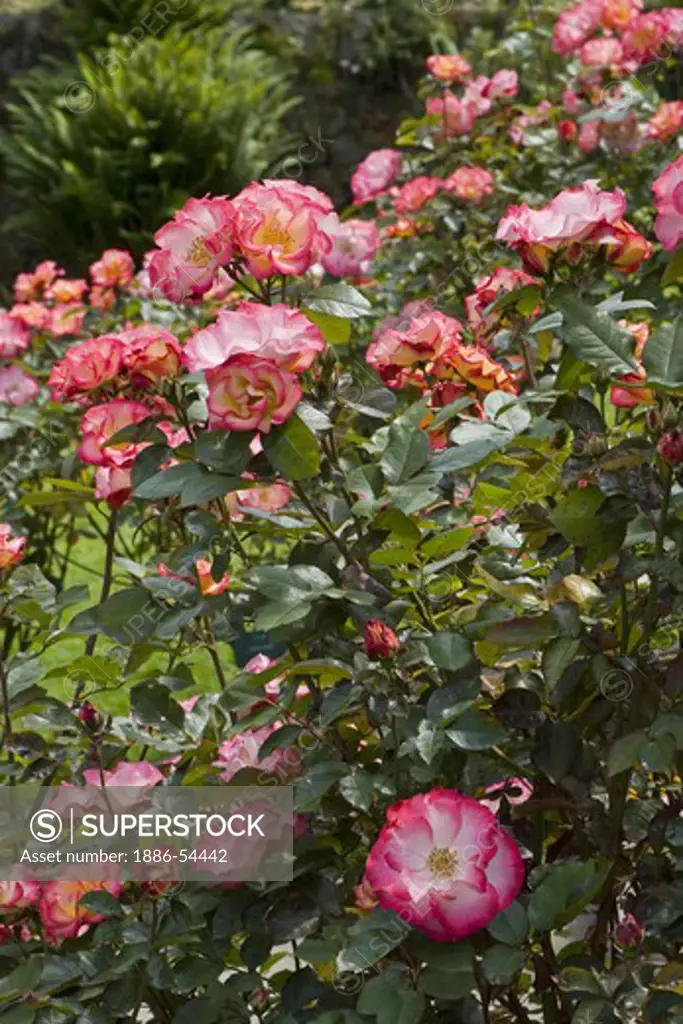 Multi-colored roses bloom in the Portland Rose Garden also known as the INTERNATIONAL ROSE TEST GARDEN has more than 8,000 rose plants - PORTLAND, OREGON