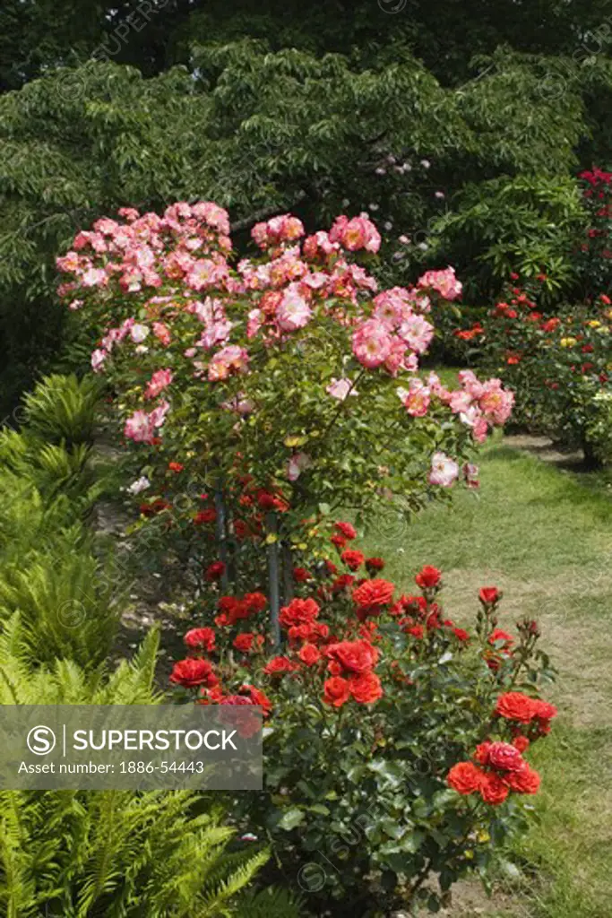 The Portland Rose Garden also known as the INTERNATIONAL ROSE TEST GARDEN has more than 8,000 rose plants - PORTLAND, OREGON