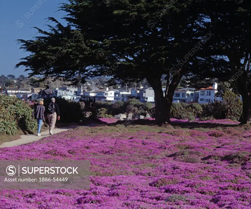 PINK SUCCULENT BLOSSOMS & CYPRESS TREES along PACIFIC GROVE'S SCENIC DRIVE - MONTEREY BAY, CALIFORNIA
