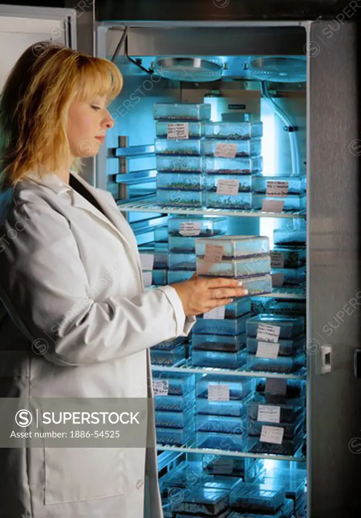 A lab technitian in a SEED COATING FACILITY places sprouting seeds in a refrigerator
