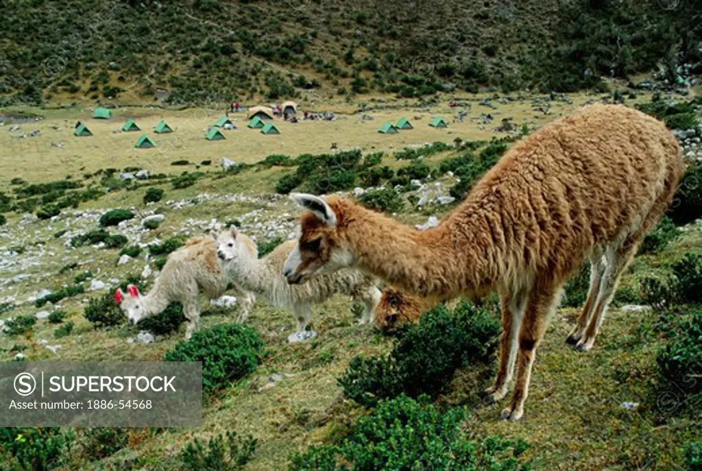 LLAMAS & an ALPACA share our camp at LLULLUCHAPAMPA (12,000 ft.) on the INCA TRAIL to MACHU PICCHU - PERUVIAN ANDES