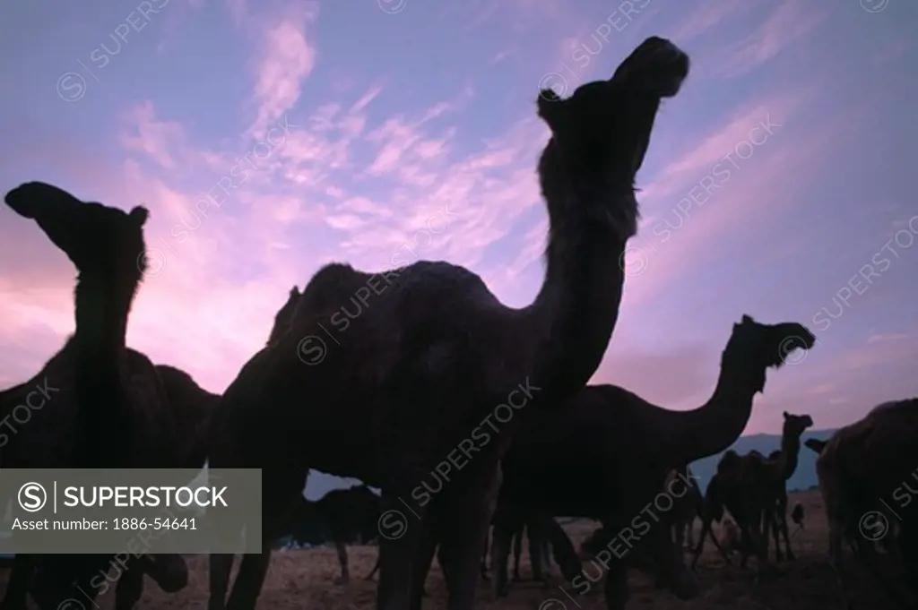 SUNRISE over a CAMEL TRAIN at the PUSHKAR CAMEL FAIR, a 5 day religious and commercial festival - RAJASTHAN, INDIA