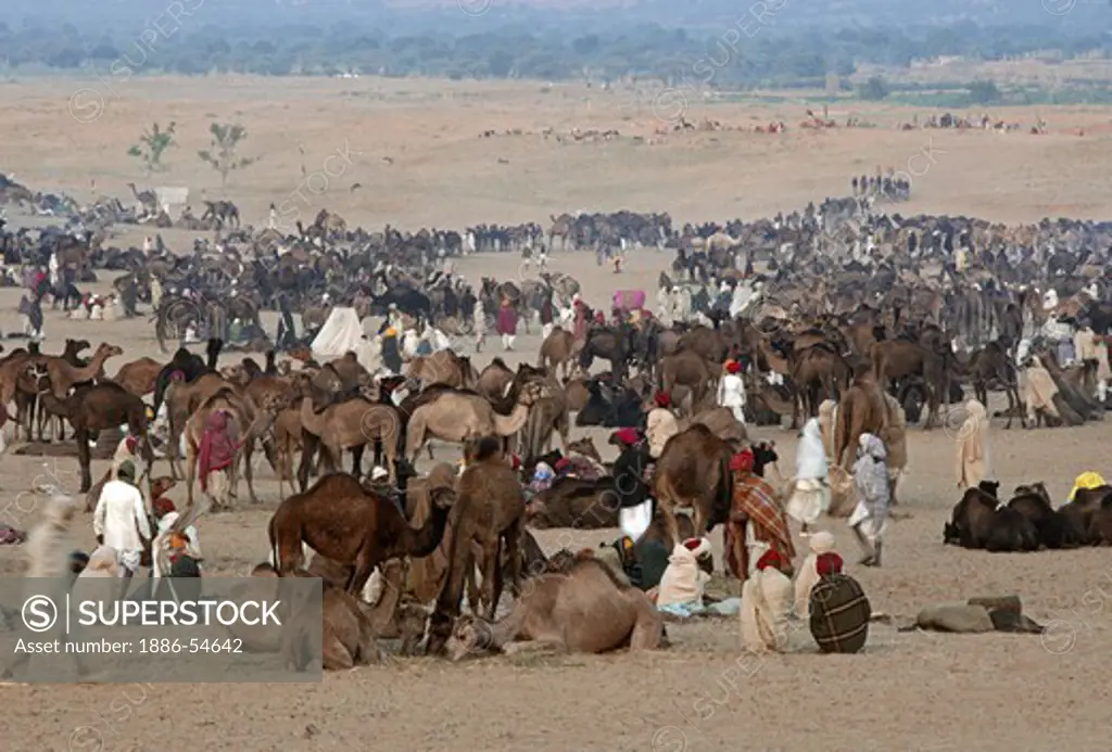 CAMELS and INDIANS in the DESERT at the PUSHKAR CAMEL FAIR, a 5 day religious and commercial festival - RAJASTHAN, INDIA