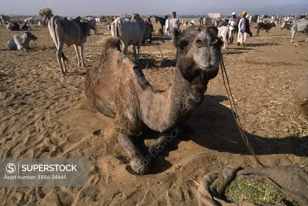 A CAMEL FEEDS from a burlap sack at the PUSHKAR CAMEL FAIR, a 5 day religious festival - RAJASTHAN, INDIA