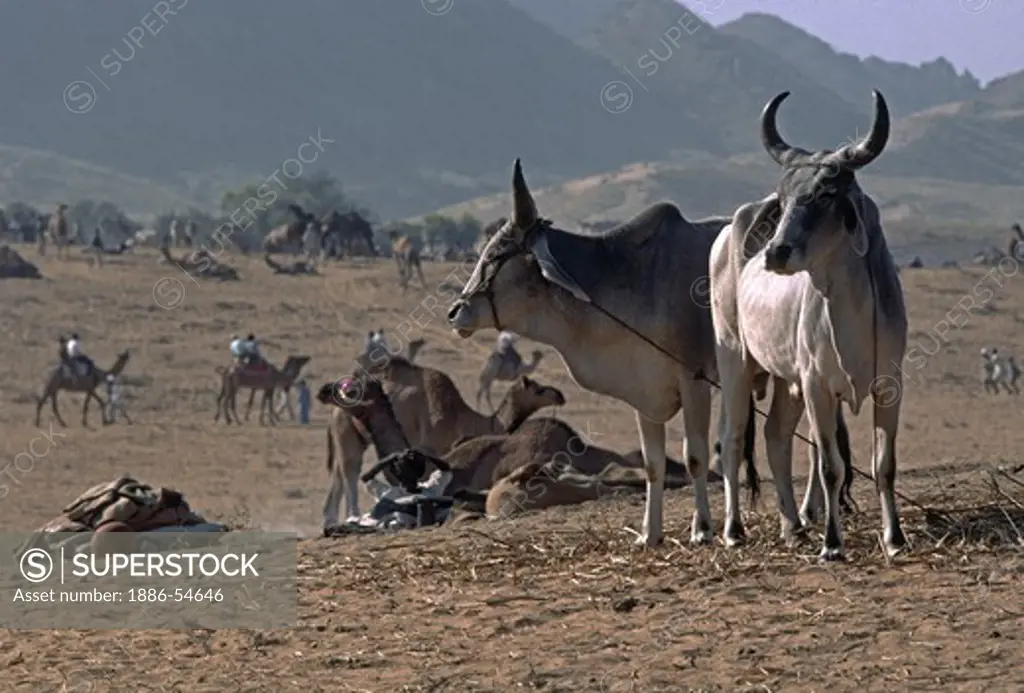 BRAHMA BULLS (COWS) with CAMELS behind at the PUSHKAR CAMEL FAIR, a 5 day religious festival - RAJASTHAN, INDIA