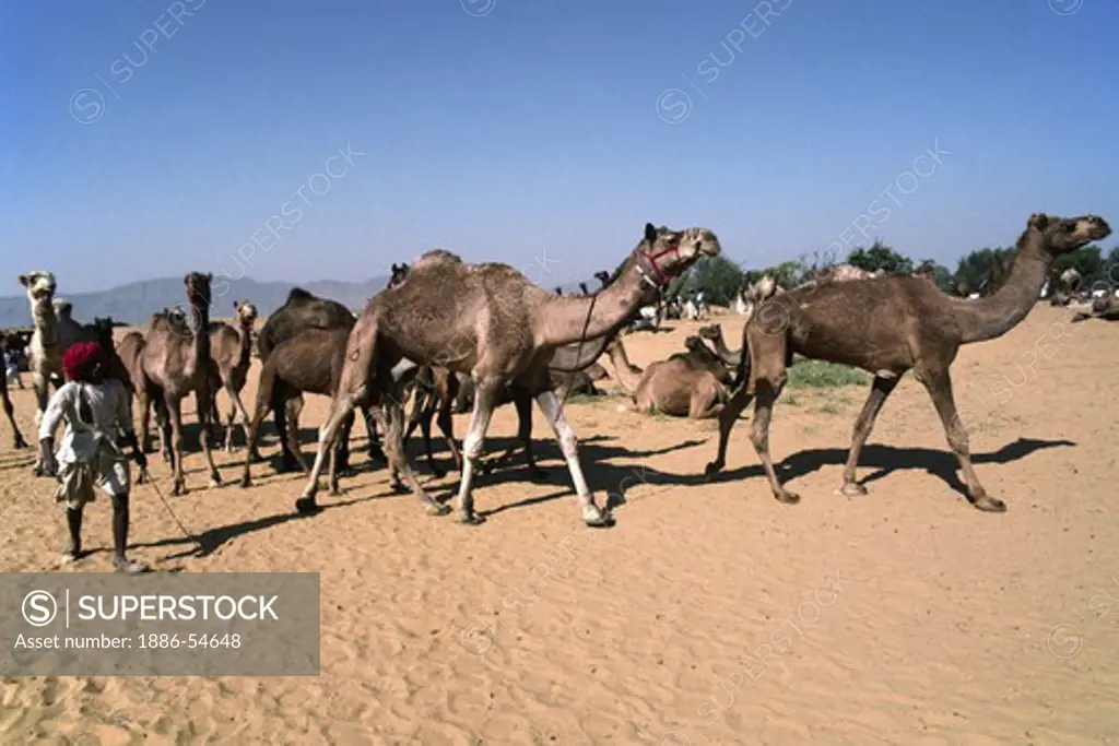 CAMELS and HERDERS in the DESERT at the PUSHKAR CAMEL FAIR, a 5 day religious and commercial festival - RAJASTHAN, INDIA