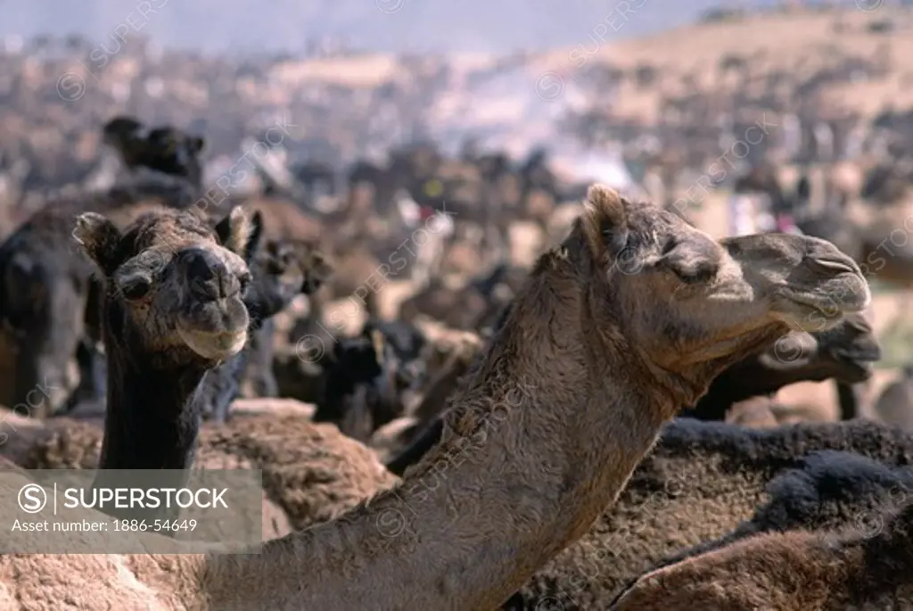 CAMELS in the DESERT at the PUSHKAR CAMEL FAIR, a 5 day religious and commercial festival - RAJASTHAN, INDIA