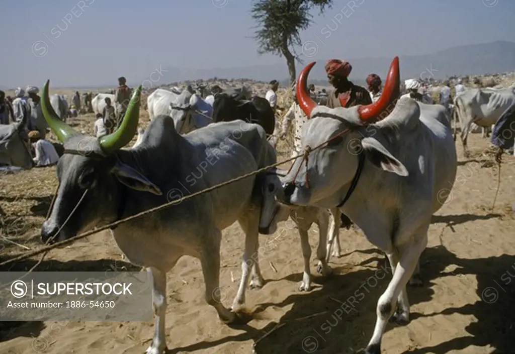 Sacred BRAHMA COWS with PAINTED HORNS at the PUSHKAR CAMEL FAIR, a 5 day religious festival - RAJASTHAN, INDIA
