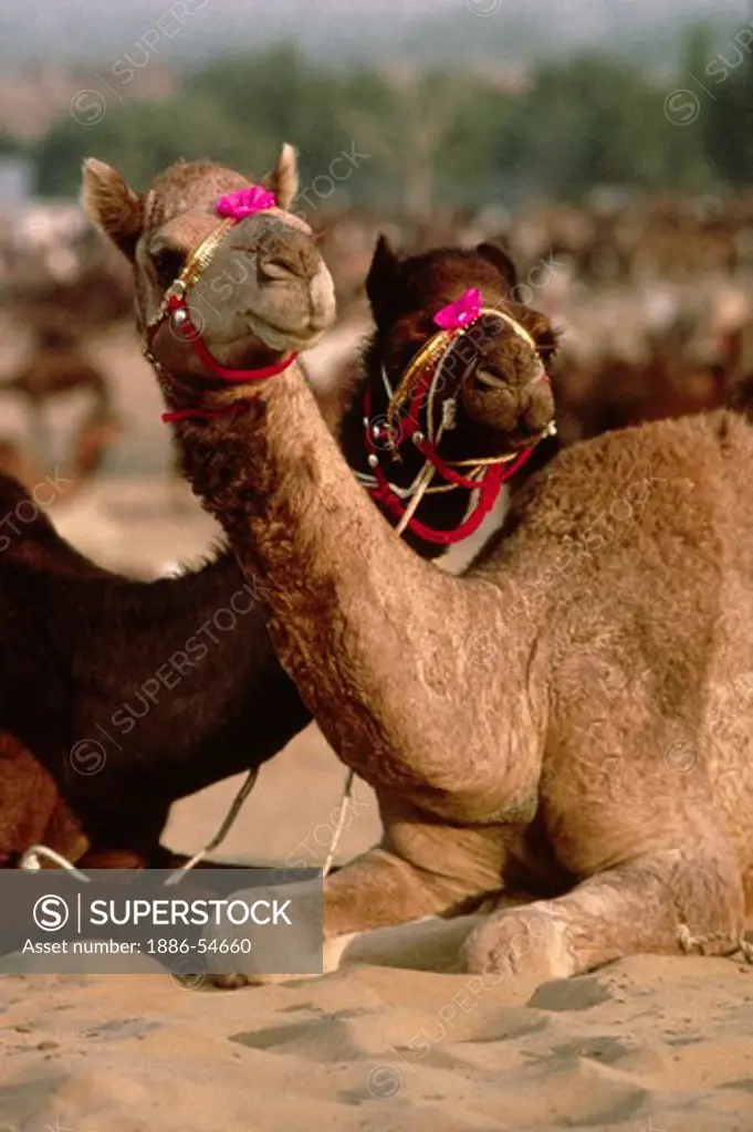 CAMELS with decorative JEWELRY on their face at the PUSHKAR CAMEL FAIR, a 5 day religious festival - RAJASTHAN, INDIA