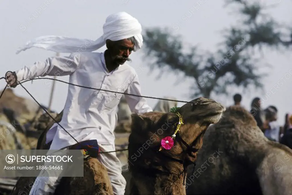 A nomadic BANJARI MAN RIDING a CAMEL with decorative HARNESS at the PUSHKAR CAMEL FAIR - RAJASTHAN, INDIA
