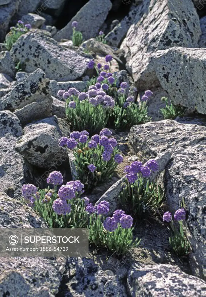 SKY PILOT (Polomonium Viscosum) blooms near the summit of MT WHITNEY - CALIFORNIA