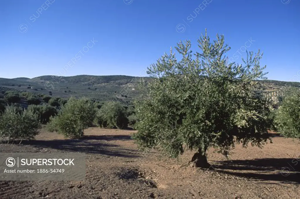 OLIVES TREES thrive in the dry climate of central SPAIN