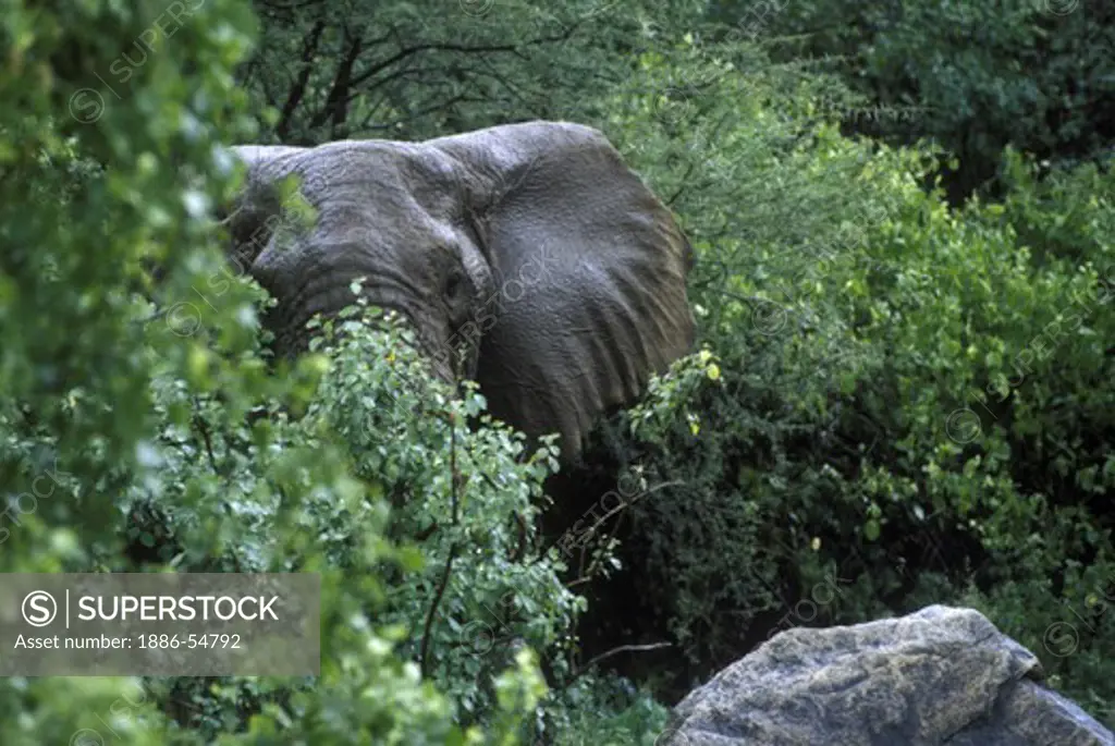 An old bull ELEPHANT (Loxodanta Africana) can live to be 70 years old and weigh as much as 13,200 Lb - LAKE MANYARA NP