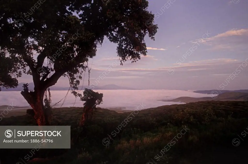 The dawn light turns a layer of fog pink at NGORONGORO CRATER CONSERVATION AREA - TANZANIA