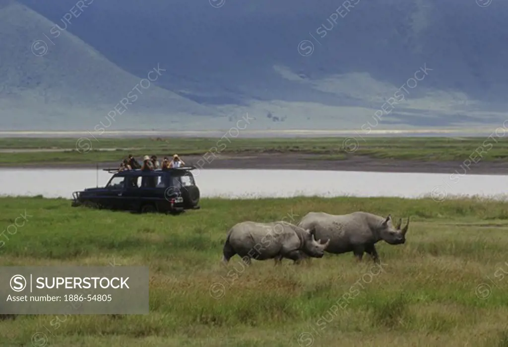 NGORONGORO CRATER offers visitors a rare opportunity to view the endangered BLACK RHINO (Diceros Bicornis) - TANZANIA