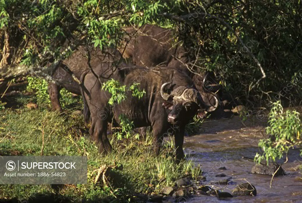 A CAPE BUFFALO (Synceros Caffer) drinks from a stream - NGORONGORO CRATERCONSERVATION AREA, TANZANIA