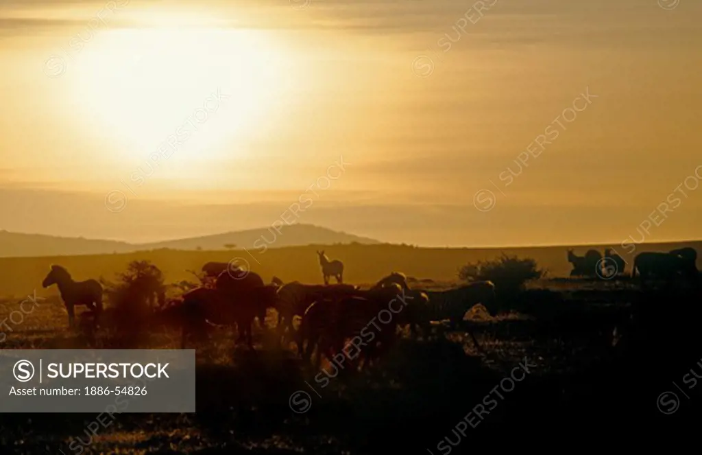 An African sunset silhouettes a herd of BURCHELL'S ZEBRAS - SERENGETI NATIONAL PARK, TANZANIA