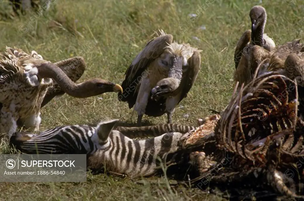 VULTURES squabble over a meal of dead ZEBRA on the SERENGETI PLAINS of TANZANIA, AFRICA
