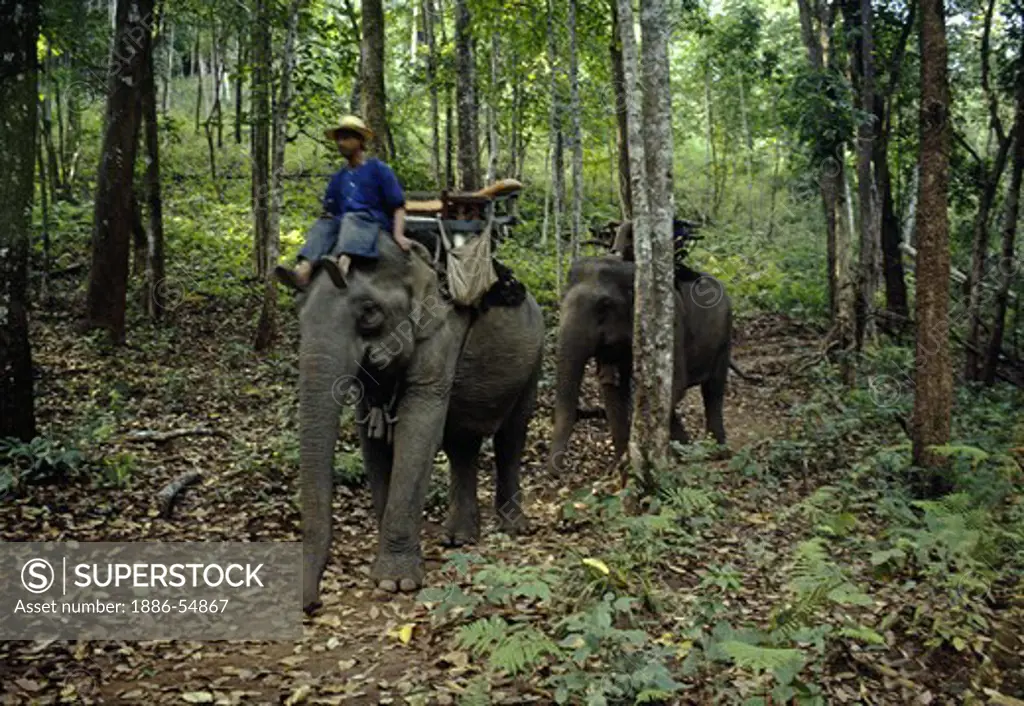 ELEPHANTS are used for transport in the dense rain FOREST of Northern THAILAND near CHAING MAI