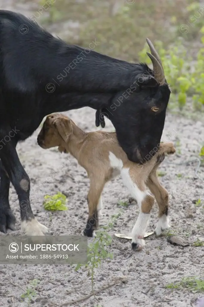 Nanny goat with new born kid in the village of Tung Nang Dam located on the North Andaman Sea - THAILAND