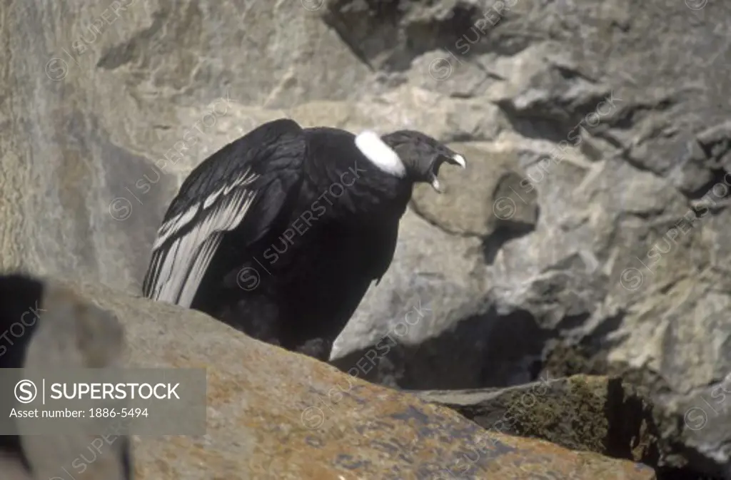 A FEMALE ANDEAN CONDOR (Vultur gryphus) nesting on cliff in LOS GLACIARES NATIONAL PARK - PATAGONIA, ARGENTINA