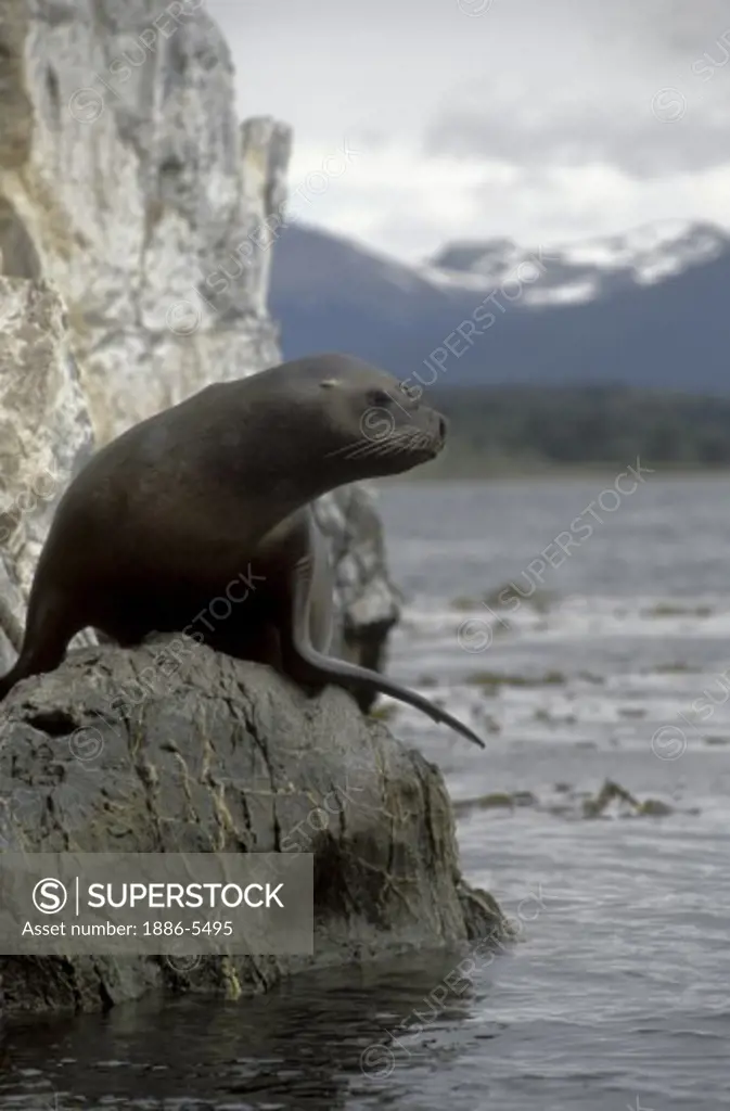 FEMALE SOUTHERN SEA LION (Otaria flavescens) on a rock in the CANAL BEAGLE - TIERRA DEL FUEGO, ARGENTINA