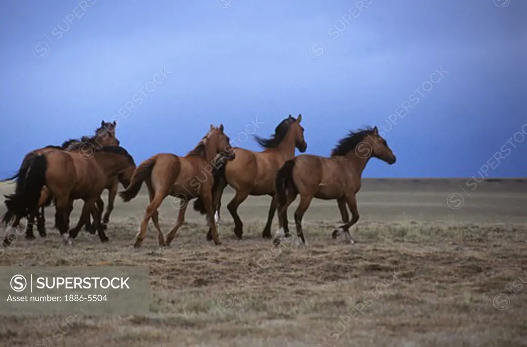 ARGENTINIAN HORSES run free on a estancia near Mt Fitz Roy and the GLACIARES NATIONAL PARK - PATAGONIA, ARGENTINA