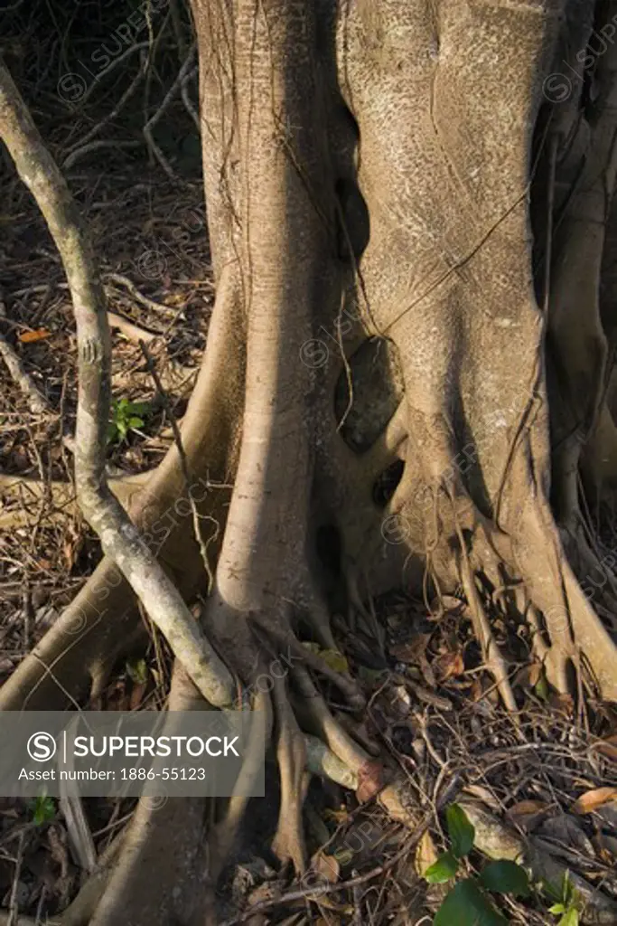 A strangler fig (Ficus aurea) in the tropical rain forest on Ko Surin Nuea Island in Mu Ko Surin National Park -  ANDAMAN SEA, THAILAND
