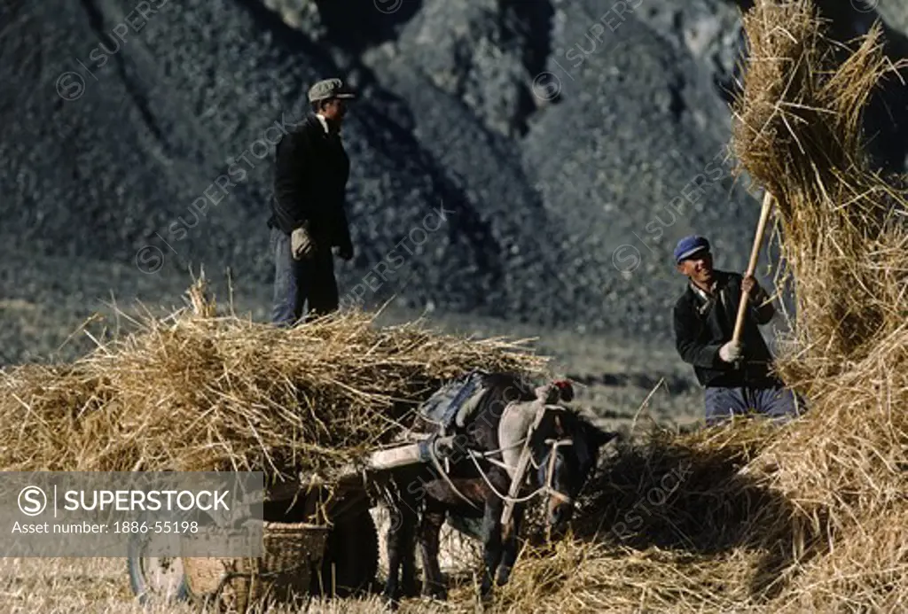 Tibetan farmers harvest barley straw with a horse drawn cart - Gyantse Valley, Tibet
