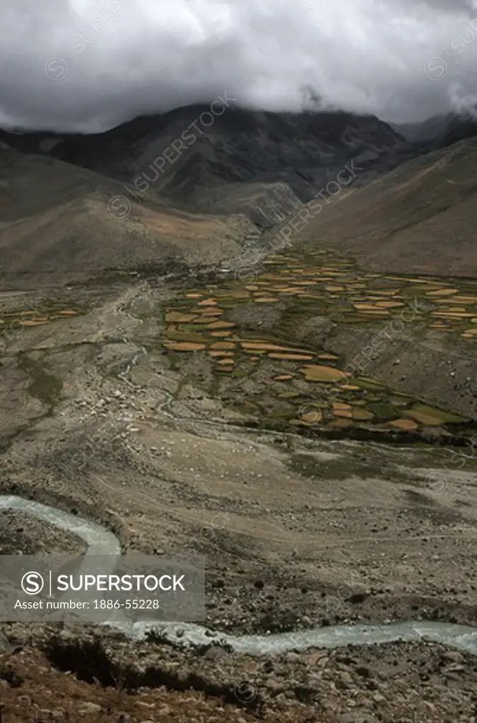 HIGH ALTITUDE BARLEY (TSAMPA) ready for harvest in terraced fields close to the MILAREPA CAVE near NYALAM - TIBET