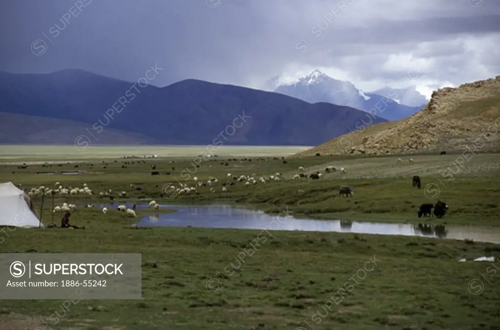 A DROKPA (Tibetan nomad) sits in front of her TENT watching her SHEEP & YAKS - southern route to MOUNT KAILASH, TIBET