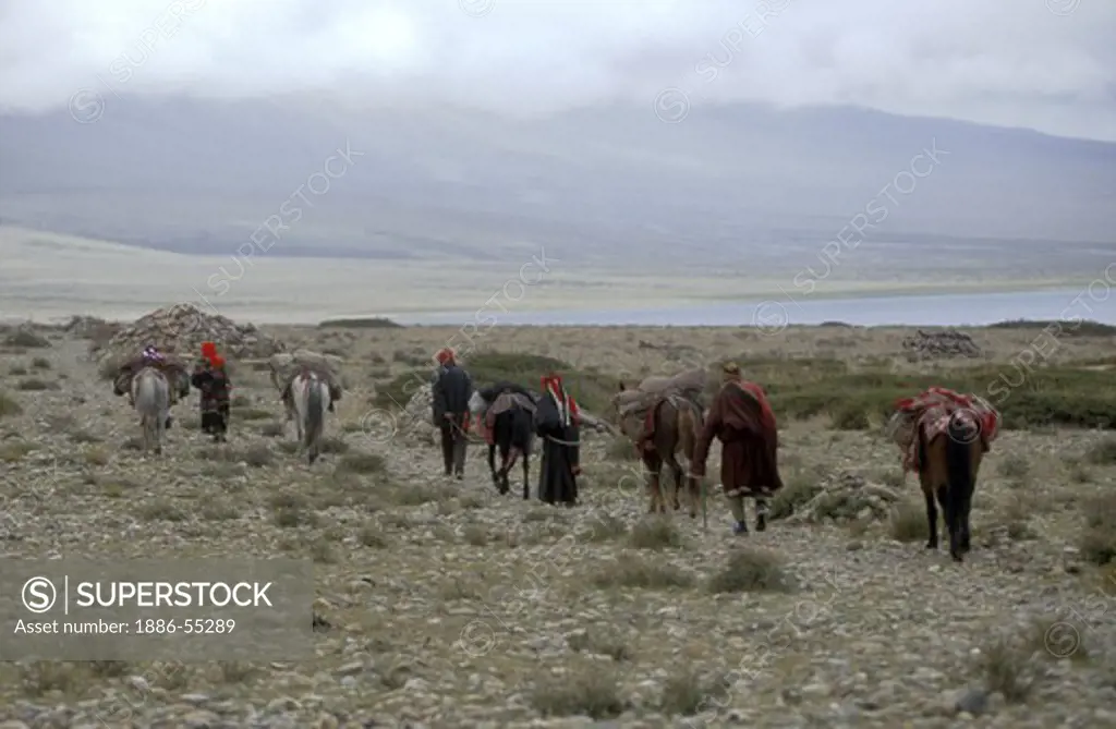 TIBETAN PILGRIMS with HORSES encircle LAKE MANASAROVAR (4550M) as part of their religious practice - KAILASH, TIBET