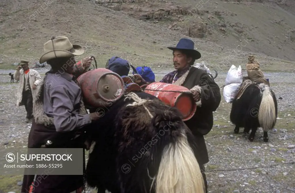 YAKS are loaded for the KORA around MOUNT KAILASH (6638 METERS) the most sacred HIMALAYAN PEAK - TIBET
