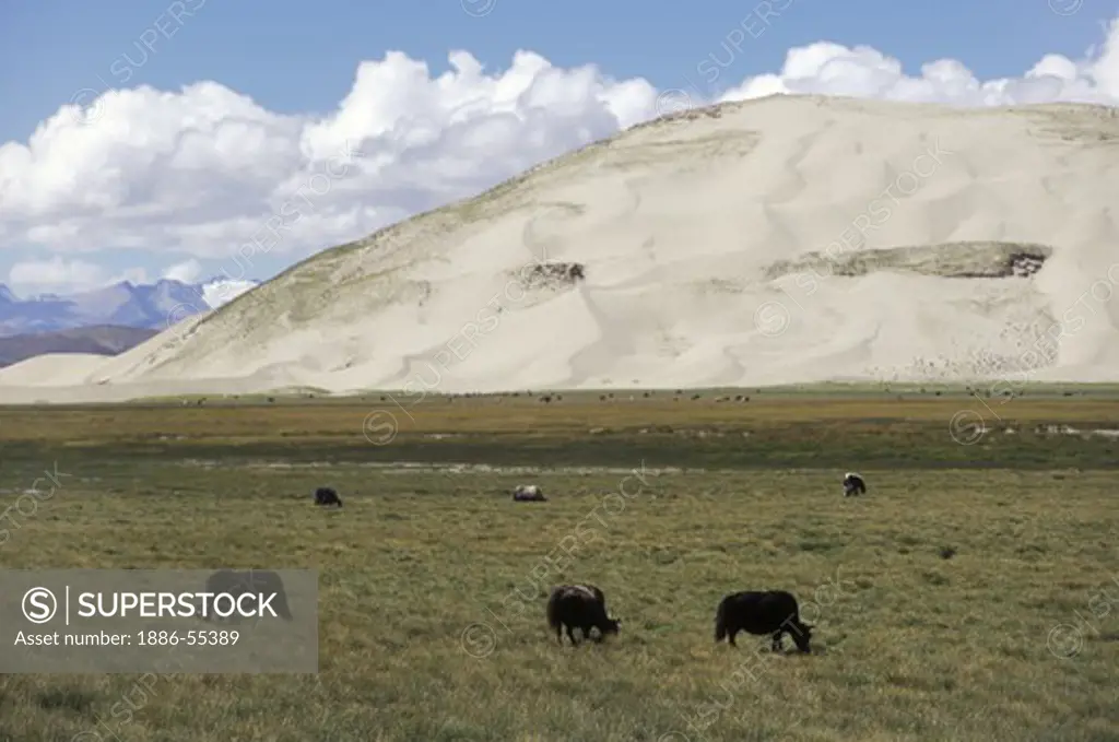 YAKS graze on the TIBETAN PLATEAU below SAND DUNES on route to MOUNT KAILASH in WESTERN TIBET