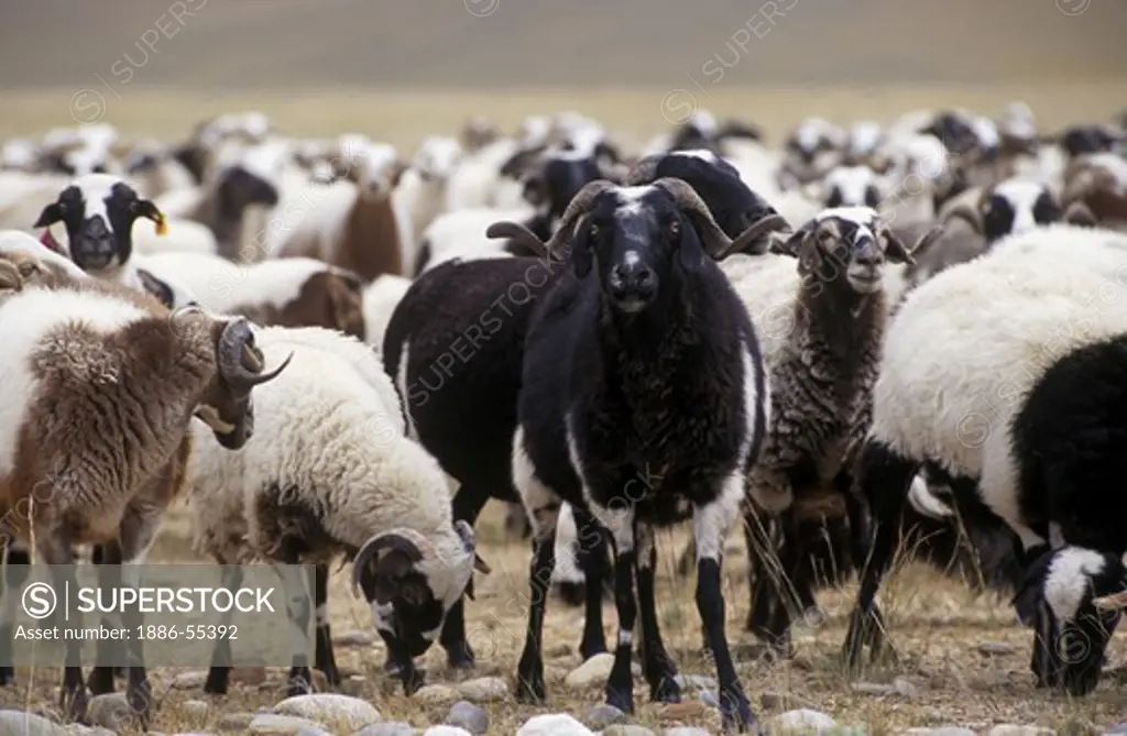 HERD of TIBETAN SHEEP below HIMALAYAN PEAKS - road to MOUNT KAILASH in WESTERN TIBET