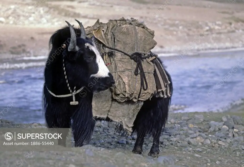 A yak carrying a load - Tibet