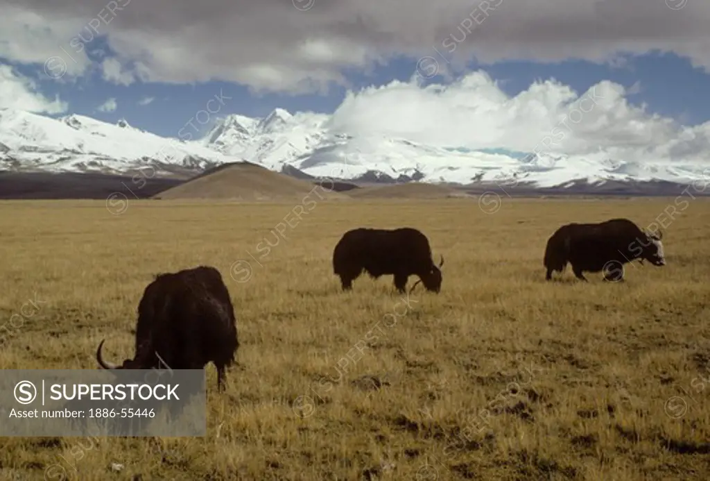 Yaks and the majestic Himalaya - Quinghai route north of Lhasa.