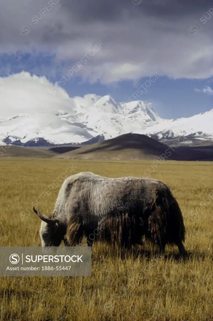 Yaks and the majestic Himalaya - Quinghai route north of Lhasa.
