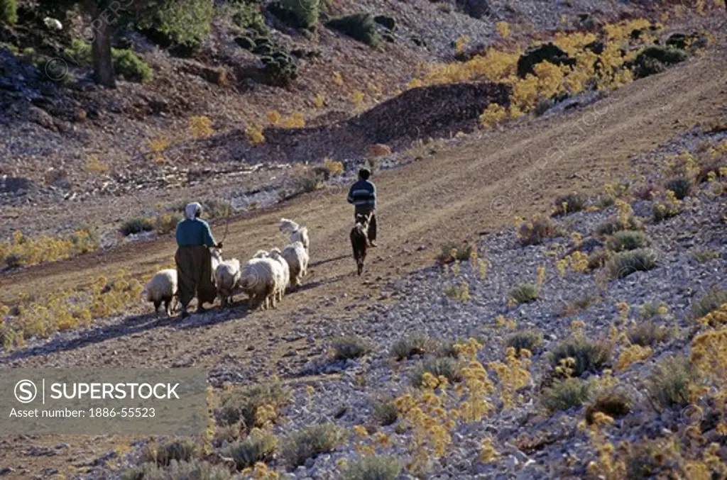 Turkish woman & her son herd sheep in the rural village of BEZIRGAN - TURKEY